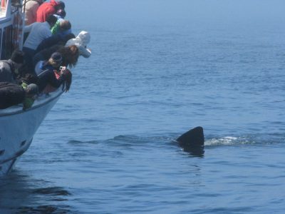 June 30, 2012 in Monterey Bay where a basking shark was seen while whalewatching.