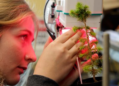 Graduate student Brenn Kurtz examines a red spruce seedling