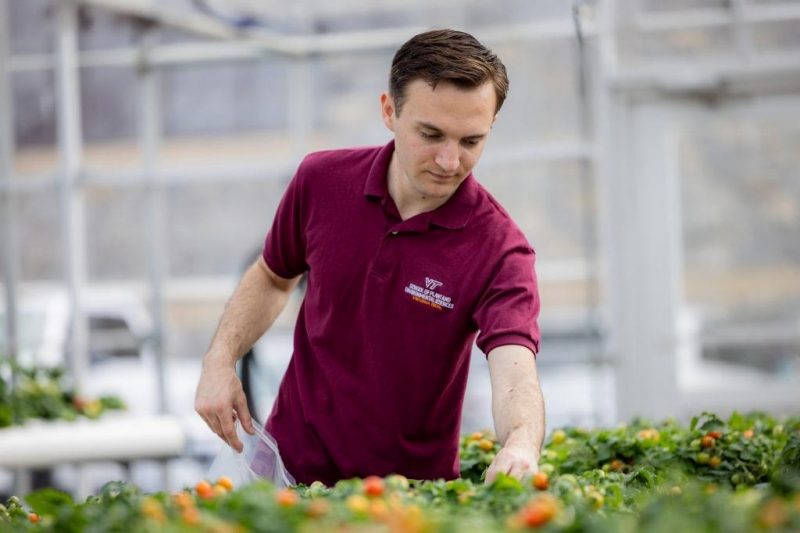 Brandan Shur harvests ripe, red micro-dwarf tomatoes in the greenhouse. These plants have been carefully monitored, with their roots continuously bathed in a nutrient-rich solution to optimize growth and flavor. Photo by Luke Hayes for Virginia Tech.