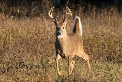 A deer with antlers jumps in tall grass.