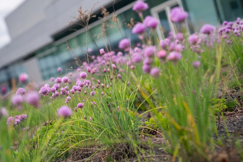  Riverside 4 green roof