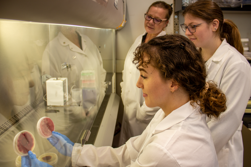 This photos shows Lola with her gloved hands in a protected space handling petri dishes with plant tissue. and the other two are behind her.