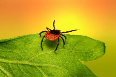A tick on a leaf, questing for a host. Image courtesy Pexels.