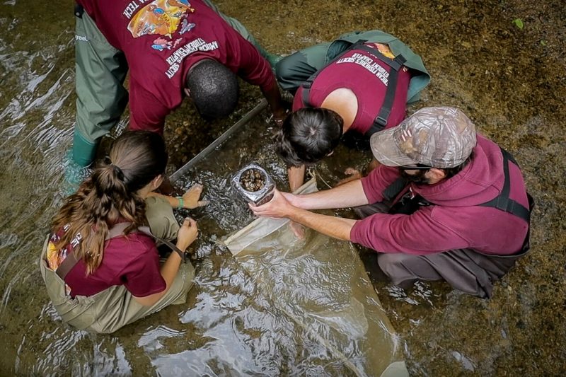 Researchers kneeling on the ground, collecting samples from a stream.