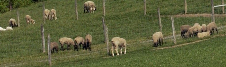 Sheep in a field.
