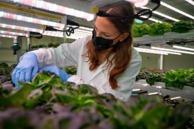 A researcher in a lab working with plants.
