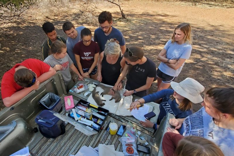 Kathleen Alexander (at center) has made a career researching wildlife and conservation in Botswana. Here, she and colleague Lena Patiño (both at center) assess the health of two banded mongoose with Virginia Tech students. Photo courtesy of Cole Grazia.