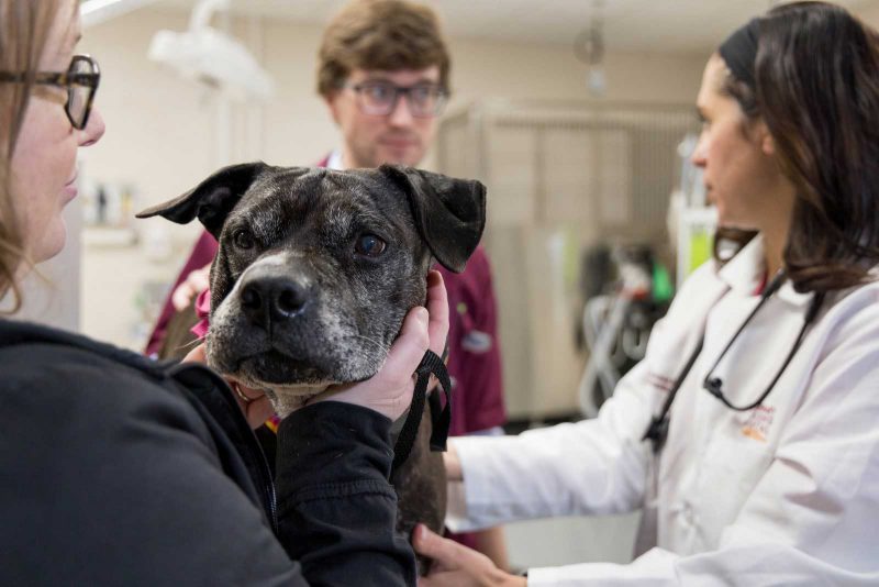 A dog undergoes a health checkup at the Virginia-Maryland College of Veterinary Medicine. Photo by Andrew Mann for Virginia Tech.